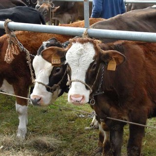 A Premeno torna la Fiera agricola dell’Alto Verbano: una giornata tra animali, tradizioni e divertimento
