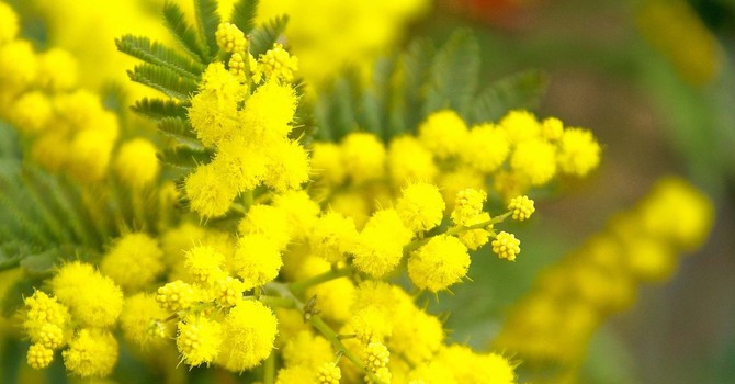 Perché l’8 marzo non è solo la “Festa della donna”