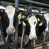 Coldiretti Piemonte sulla filiera della carne: &quot;Dare priorità a redditività imprese e sovranità alimentare&quot;