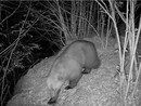 Fake news e speculazioni su orso e lupi? Fake news e speculazioni su orso e lupi?