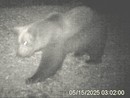 L’orso M29 torna in Val Grande: nuova osservazione nella zona nord del Parco VIDEO L’orso M29 torna in Val Grande: nuova osservazione nella zona nord del Parco VIDEO