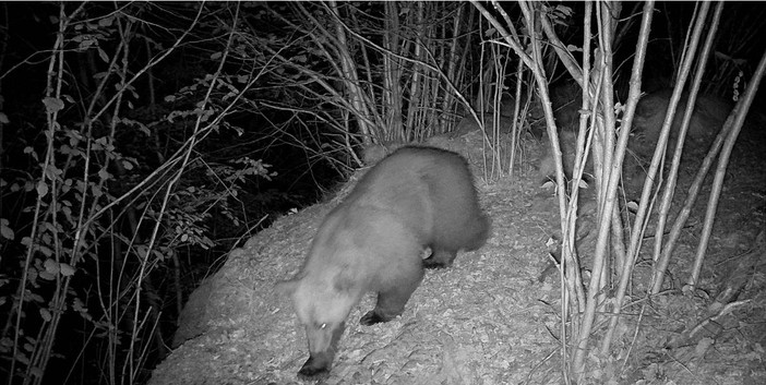 Fake news e speculazioni su orso e lupi? Fake news e speculazioni su orso e lupi?