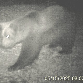 L’orso M29 torna in Val Grande: nuova osservazione nella zona nord del Parco VIDEO