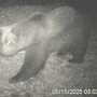L’orso M29 torna in Val Grande: nuova osservazione nella zona nord del Parco VIDEO