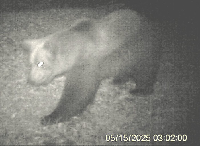 L’orso M29 torna in Val Grande: nuova osservazione nella zona nord del Parco VIDEO
