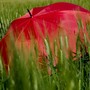 Nel Vco l'estate meteorologica inizia con l'allerta gialla per temporali