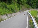 Riaperta dopo un mese la provinciale della Vallestrona