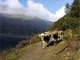 Valorizzazione alpeggi e sostegno finanziario per i pastori piemontesi