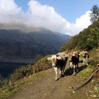 Svizzera, un indennizzo agli allevatori se non tagliano le corna delle mucche