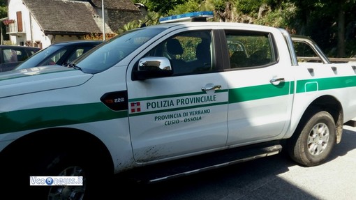 Camosci al Mottarone, braccio di ferro tra Comprensorio Vco 1 e Guardie provinciali