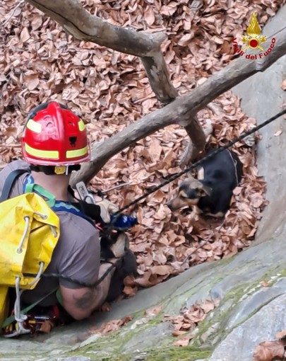 Soccorso dei vigili del fuoco a un cane caduto in un canalone sulle alture di Stresa
