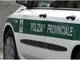 Diversi cervi investiti nel Vco, la polizia provinciale invita gli automobilisti alla prudenza Diversi cervi investiti nel Vco, la polizia provinciale invita gli automobilisti alla prudenza