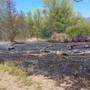 Incendio a Fondotoce, in fiamme un’area di canneto: intervento dei Vigili del Fuoco