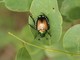 Allarme Popillia japonica: Confagricoltura chiede interventi urgenti