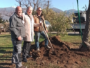 I giardini di Villa Taranto ospitano una nuova quercia da sughero I giardini di Villa Taranto ospitano una nuova quercia da sughero