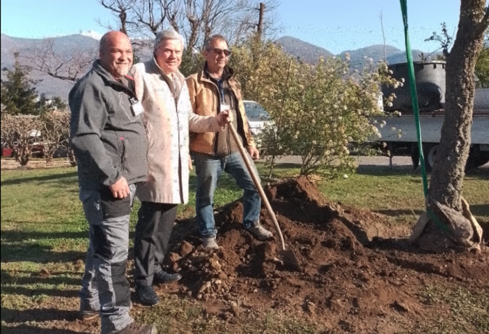 I giardini di Villa Taranto ospitano una nuova quercia da sughero