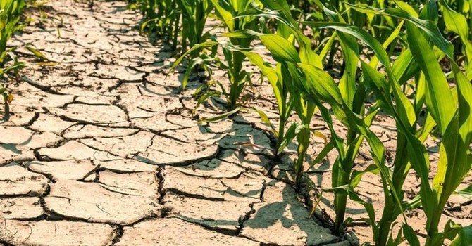 Caldo e siccità, è allarme in Piemonte: "Raccolti a rischio, servono interventi urgenti" Caldo e siccità, è allarme in Piemonte: "Raccolti a rischio, servono interventi urgenti"