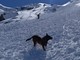 Neve sulle montagne piemontesi: il Soccorso Alpino anticipa l'attivazione dell'unità cinofila da valanga Neve sulle montagne piemontesi: il Soccorso Alpino anticipa l'attivazione dell'unità cinofila da valanga