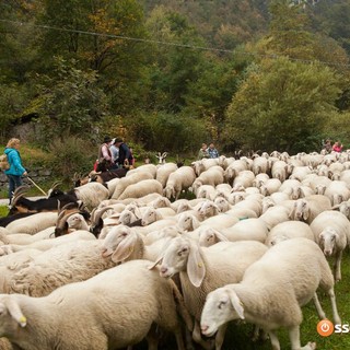 La tradizione della transumanza in scena a Egro di Cesara