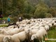 La tradizione della transumanza in scena a Egro di Cesara