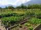 Vendemmia 2026, meno uva per la siccità ma preoccupano le cantine piene Vendemmia 2026, meno uva per la siccità ma preoccupano le cantine piene