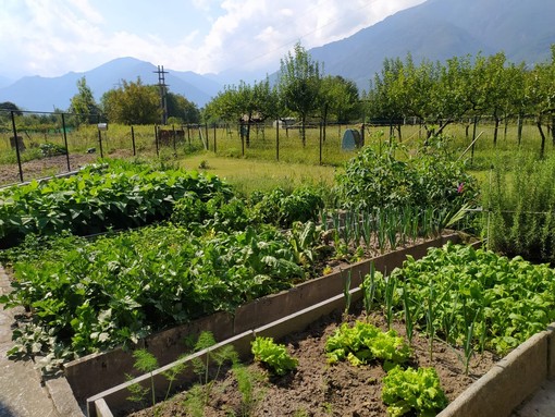 Vendemmia 2026, meno uva per la siccità ma preoccupano le cantine piene Vendemmia 2026, meno uva per la siccità ma preoccupano le cantine piene