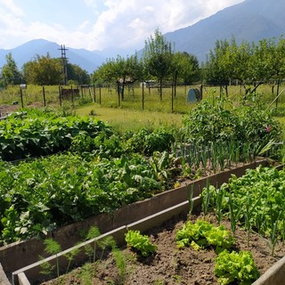 Vendemmia 2026, meno uva per la siccità ma preoccupano le cantine piene