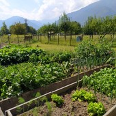 Vendemmia 2026, meno uva per la siccità ma preoccupano le cantine piene Vendemmia 2026, meno uva per la siccità ma preoccupano le cantine piene