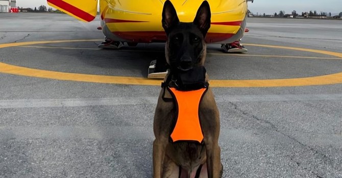 Attive da oggi le unità cinofile da valanga del Soccorso Alpino piemontese