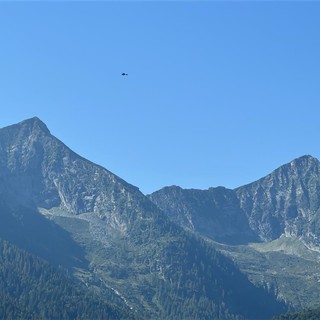 Orso in Val Grande, i carabinieri forestali: &quot;Non si creino allarmismi, le forze dell'ordine sono presenti sul territorio&quot;