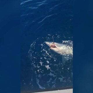 Squalo mako si attacca all'amo, lotta un'ora al largo di Livorno e poi si libera Squalo mako si attacca all'amo, lotta un'ora al largo di Livorno e poi si libera