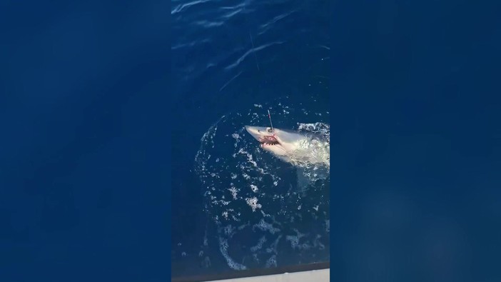 Squalo mako si attacca all'amo, lotta un'ora al largo di Livorno e poi si libera Squalo mako si attacca all'amo, lotta un'ora al largo di Livorno e poi si libera