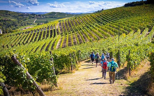 CNA Piemonte: il settore vitivinicolo non è un cartello di produttori di veleni