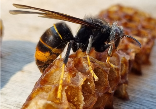 Anche in Piemonte è allarme per la Vespa Velutina, il calabrone che fa strage di api (e di miele)