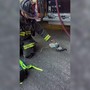 Un piccione con la maschera per l'ossigeno, il soccorso dei Vigili del Fuoco Un piccione con la maschera per l'ossigeno, il soccorso dei Vigili del Fuoco