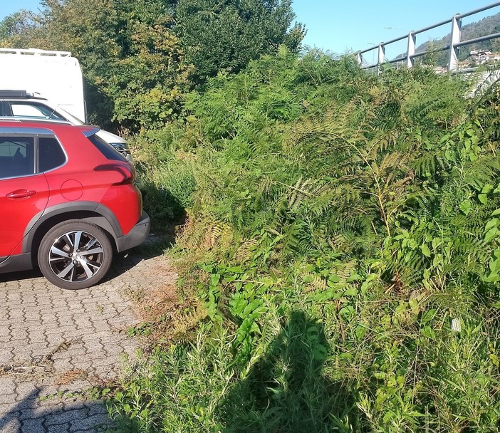 “Poca la cura del verde pubblico a Verbania”