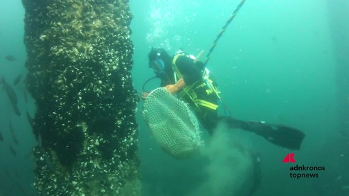 Marina di Ravenna, torna la Festa della Cozza Selvaggia tra mare, biodiversità e tradizioni Marina di Ravenna, torna la Festa della Cozza Selvaggia tra mare, biodiversità e tradizioni