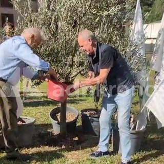 A Pontida il tributo a Bossi: Calderoli e Leoni piantano un ulivo e cantano 'Va pensiero' A Pontida il tributo a Bossi: Calderoli e Leoni piantano un ulivo e cantano 'Va pensiero'