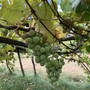 Vitivinicoltura, Bongioanni: "In arrivo 6,2 milioni di euro a 377 vignaioli piemontesi" Vitivinicoltura, Bongioanni: "In arrivo 6,2 milioni di euro a 377 vignaioli piemontesi"