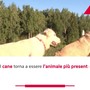Un italiano su tre vive con un animale da compagnia Un italiano su tre vive con un animale da compagnia