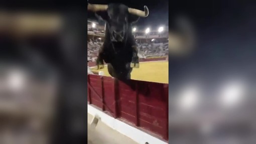 Paura in Spagna, toro scavalca recinzione durante la corrida Paura in Spagna, toro scavalca recinzione durante la corrida