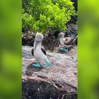 Un pennuto con le zampe azzurre fosforescenti, sembra Ai ma è la natura