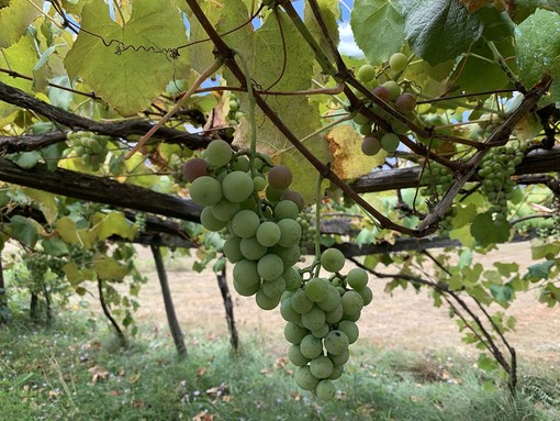 Operativo il tavolo tecnico regionale per l’emergenza flavescenza dorata della vite