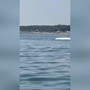 Delfini a pochi metri dalla riva in Romagna tra acrobazie e giochi d'acqua Delfini a pochi metri dalla riva in Romagna tra acrobazie e giochi d'acqua