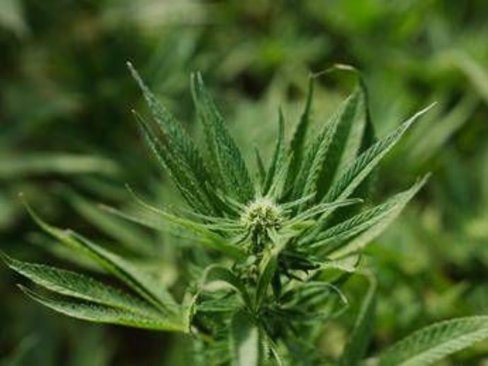 Cannabis light, Consiglio Stato accoglie ricorso: le aziende possono continuare a lavorare