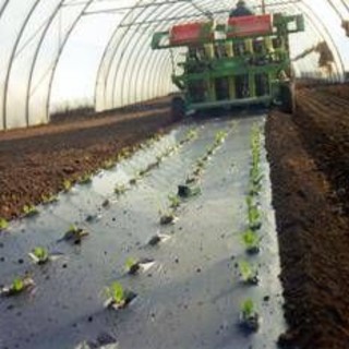 Agricoltura: telo Mater-Bi ammendante inorganico secondo Regolamento Ue Agricoltura: telo Mater-Bi ammendante inorganico secondo Regolamento Ue