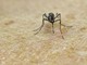 Chikungunya, vaccino in Italia dal 30 ottobre