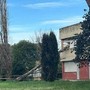 Paura a Roma, cade albero e sfonda finestra del liceo Orazio Paura a Roma, cade albero e sfonda finestra del liceo Orazio
