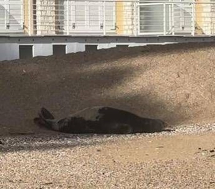 La foca monaca arriva a Numana, spunta la ricompensa: "1000 euro se non la disturbate"
