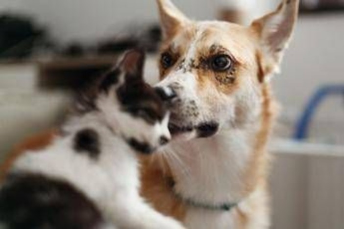 Carcere e multe per chi maltratta gli animali, da oggi in vigore legge Brambilla